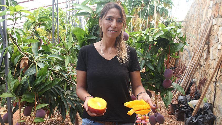 Antalya’da mango hasadı başladı