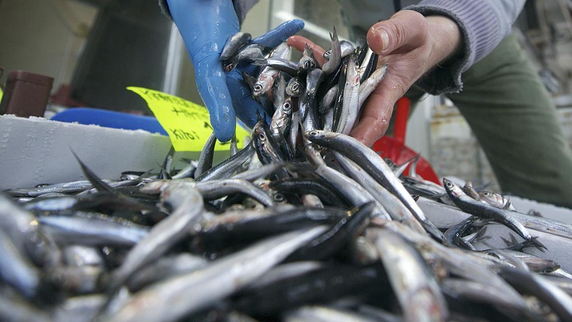 Balıkçılar yeni sezonda lüfer ve hamsiden umutlu