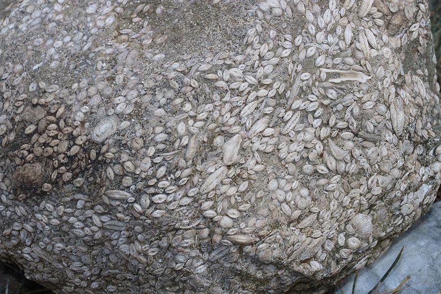 Sivas’ta 55 milyon yıllık deniz canlısı fosili bulundu