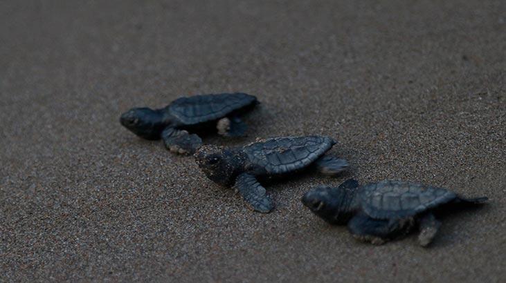 Tedavileri tamamlanan caretta carettalar denize bırakıldı