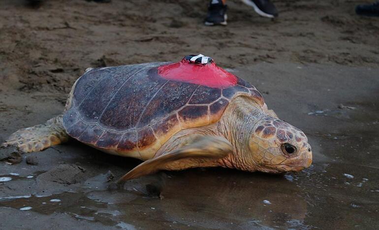 Tedavileri tamamlanan caretta carettalar denize bırakıldı