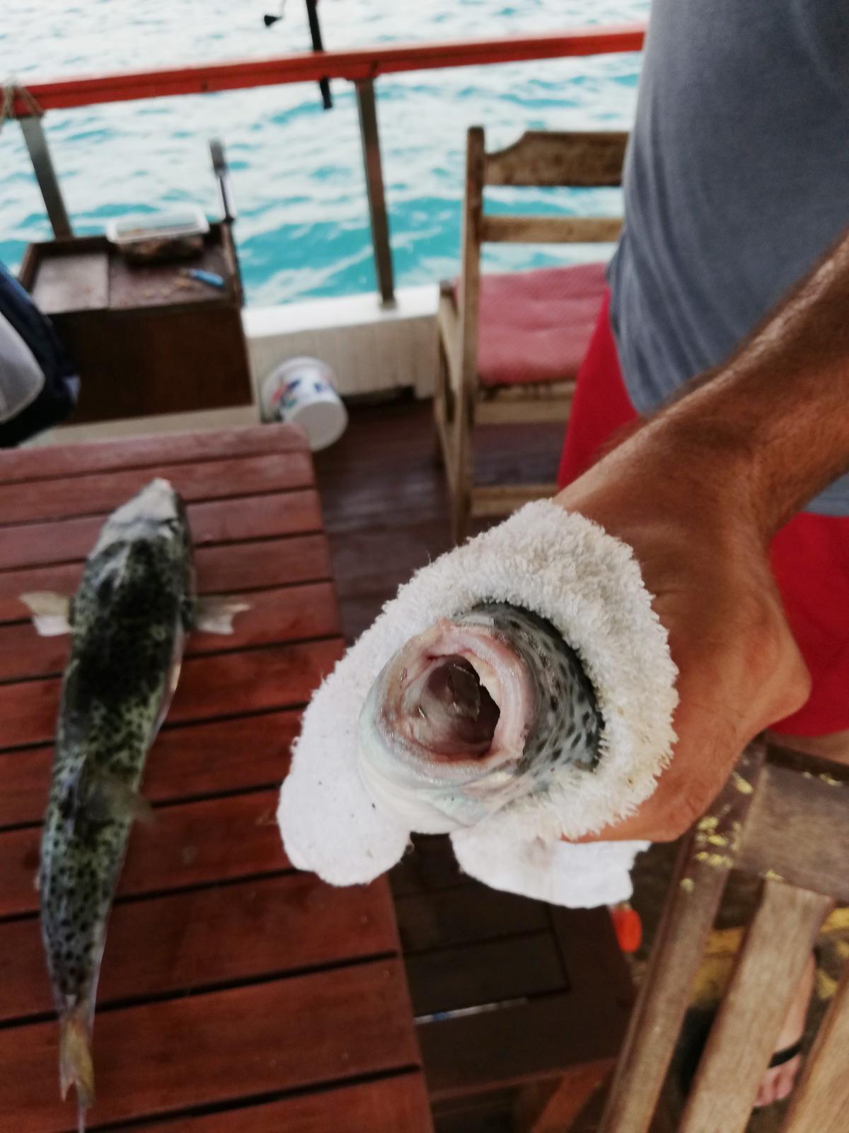 ’Balon balığı’ balıkçıların kabusu oldu