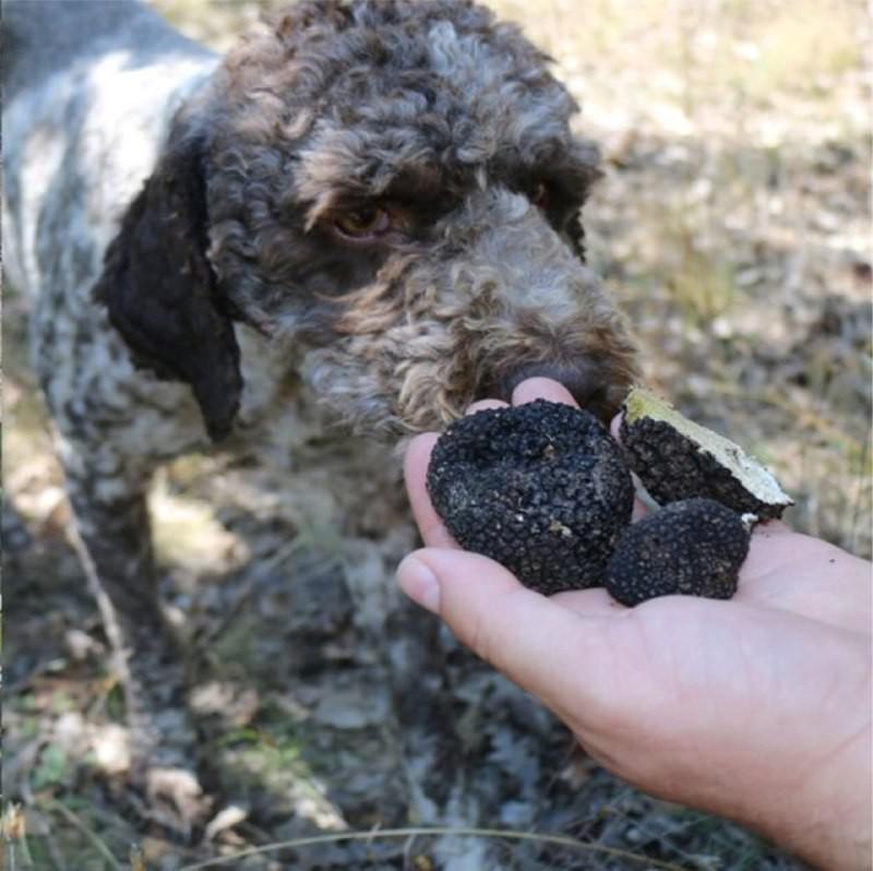 Yozgat’ta av köpekleri ile kilosu 3 bin 500 Euro olan trüf mantarı bulundu