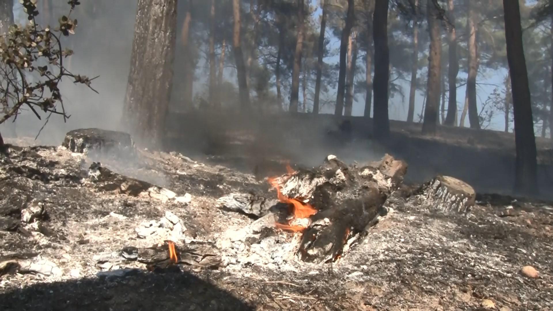Orman yangını 20 dönüm alanı kül etti
