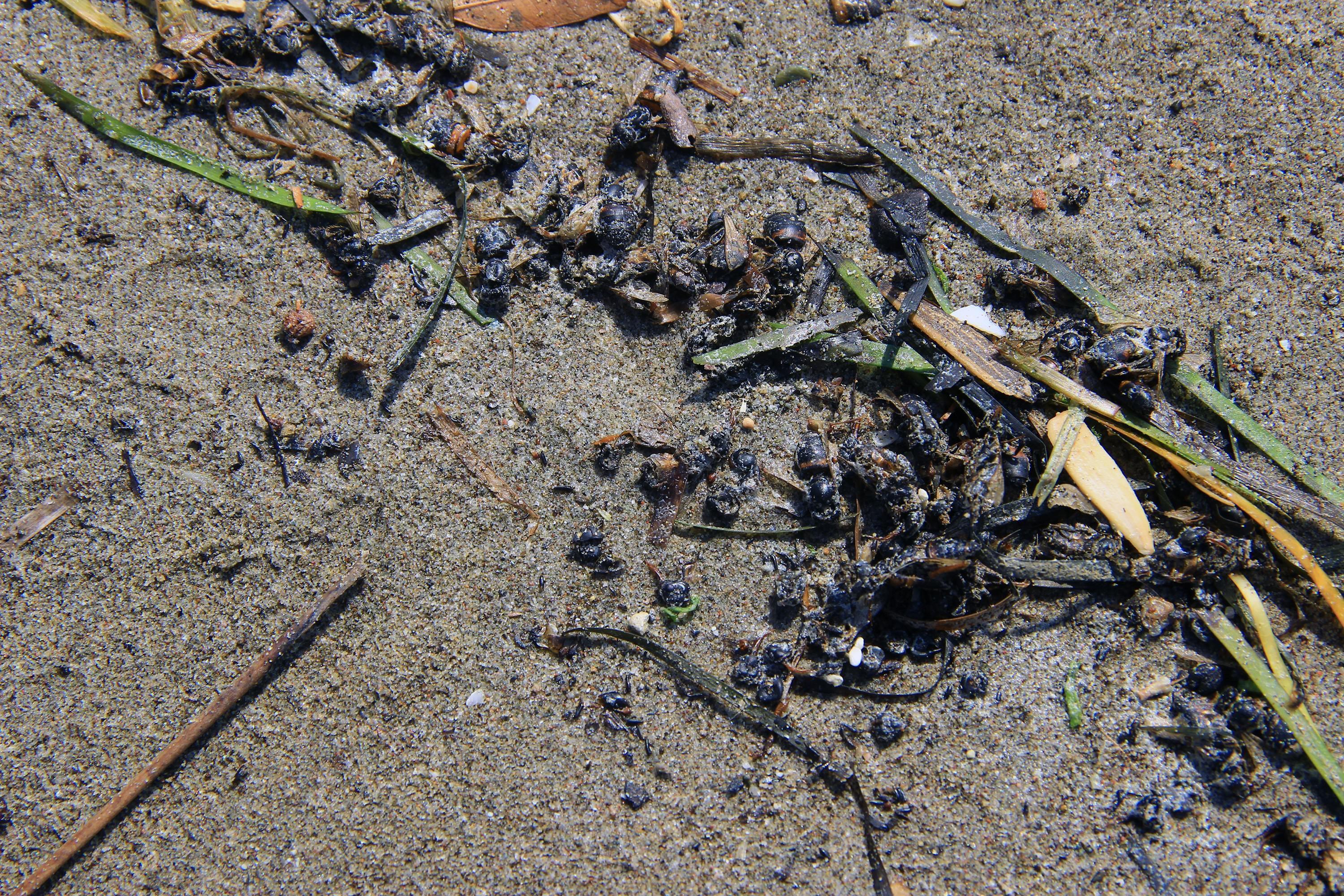 Binlerce bal arısı sahile vurdu