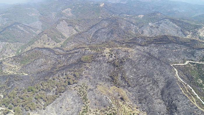 İzmirde yanan orman alanı şubat ayına kadar ağaçlandırılacak