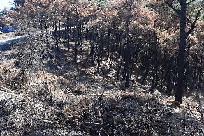 İzmirde yanan orman alanı şubat ayına kadar ağaçlandırılacak