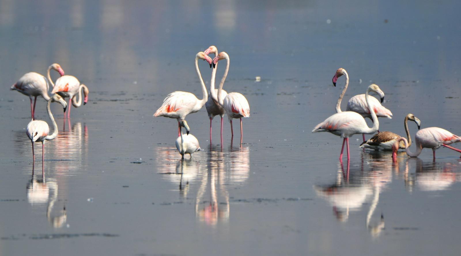 İklim krizi flamingoları da vurdu
