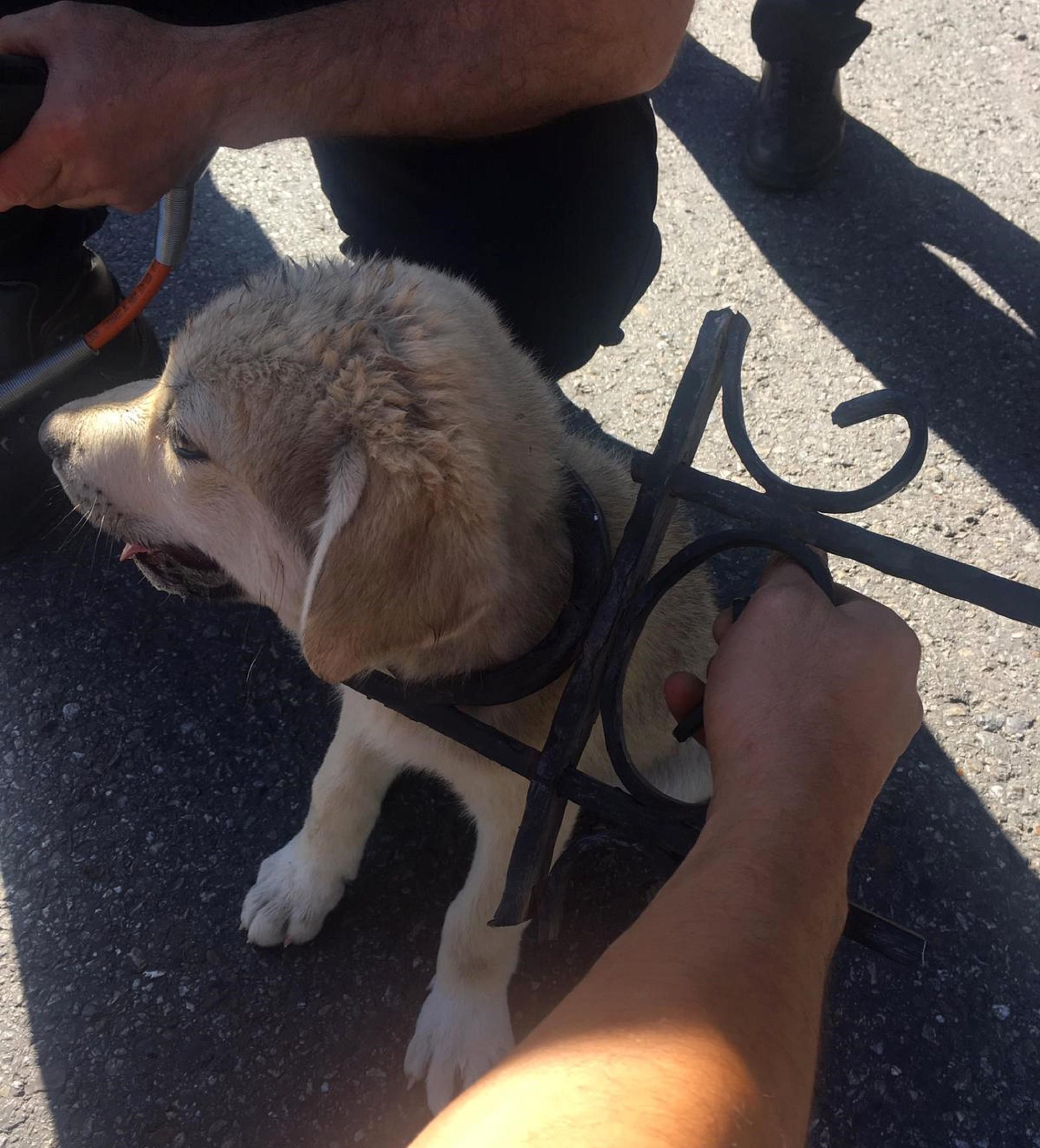 Kafası demir korkuluklara sıkışan yavru köpek kurtarıldı