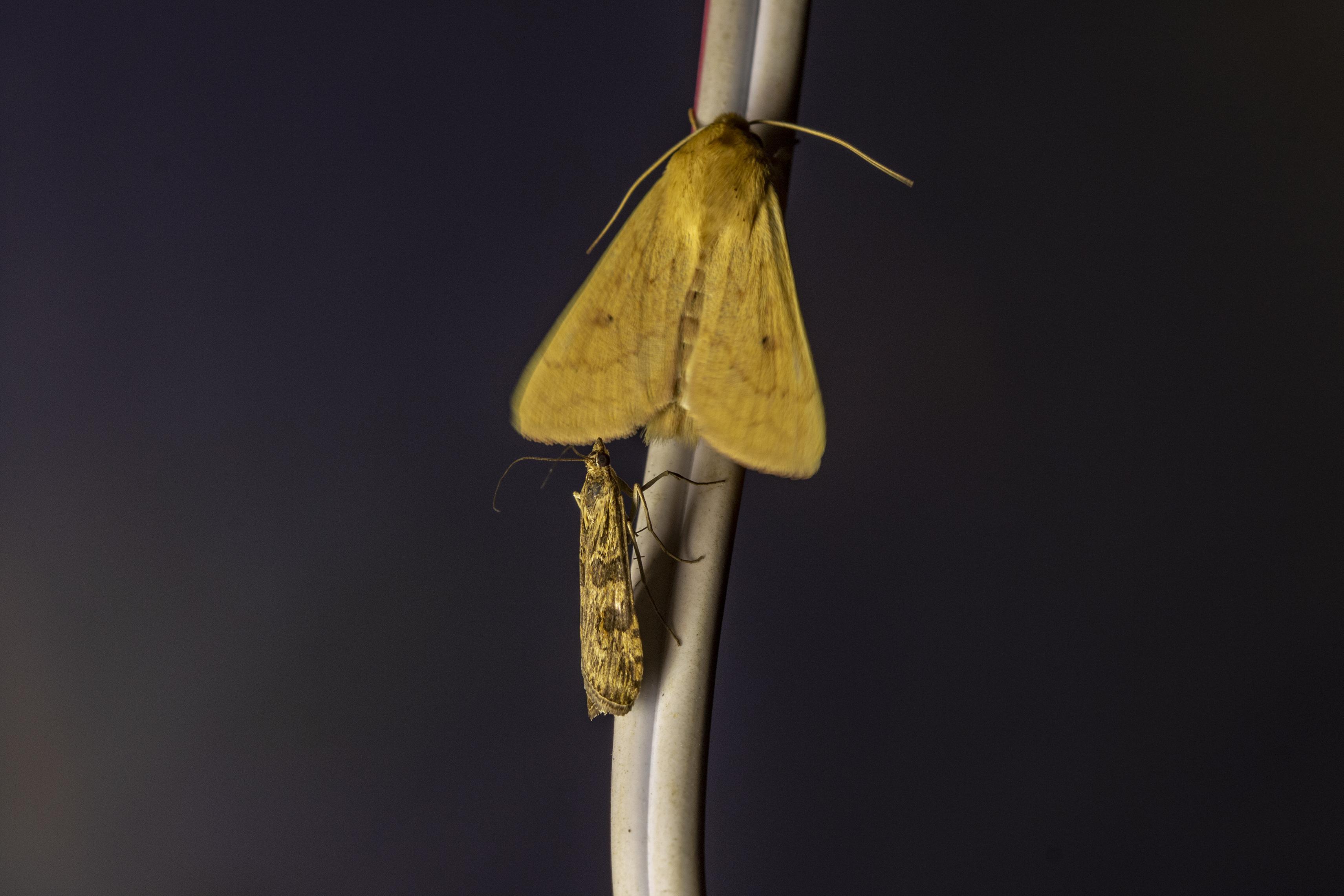 Gece kelebekleri kayıt altına alınıyor: Yüzlerce tür var