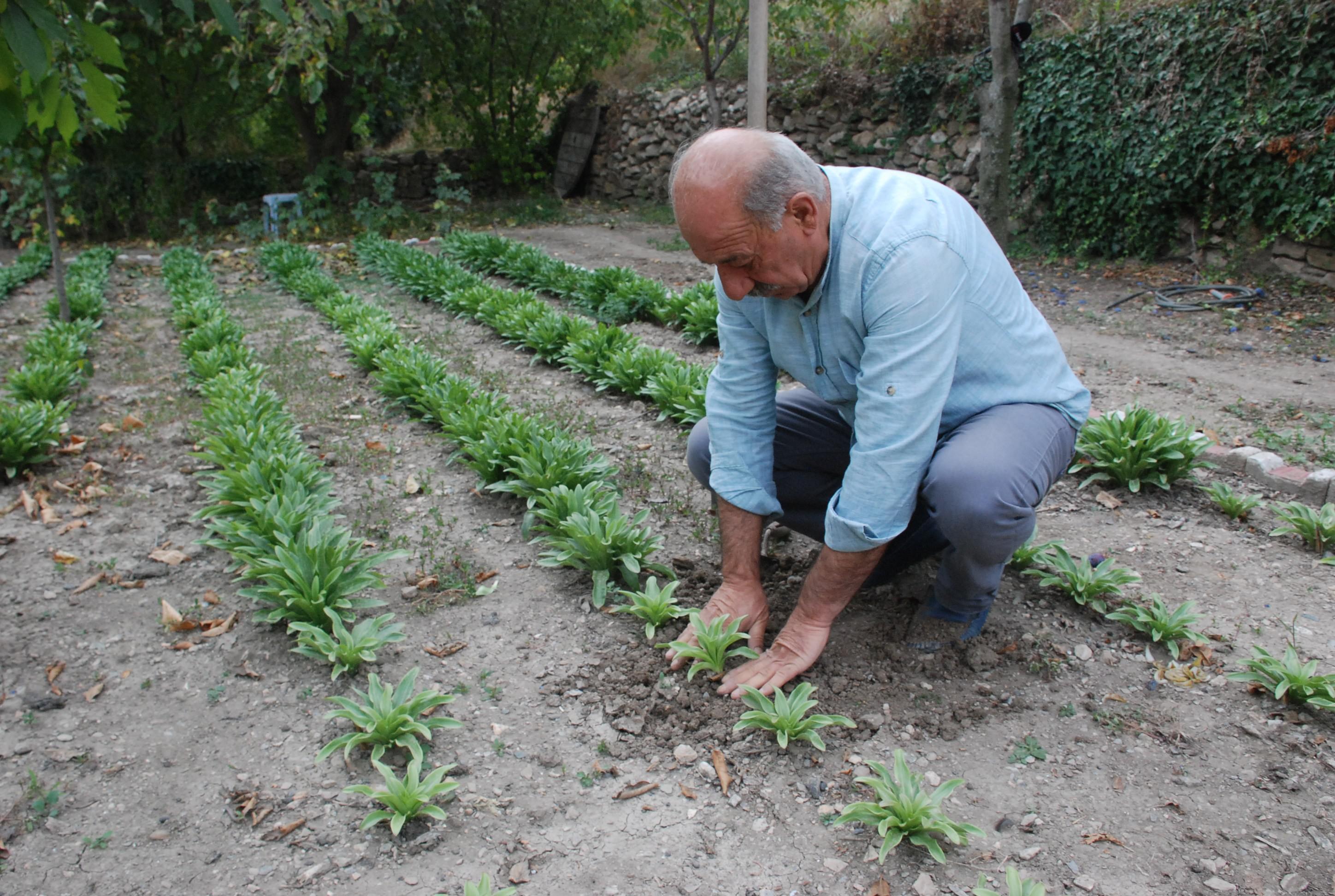 Akzambağın çiçeği ayrı soğanı ayrı para ediyor