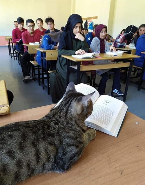 Öğrencilerin sahiplendiği kedi derslere gidiyor