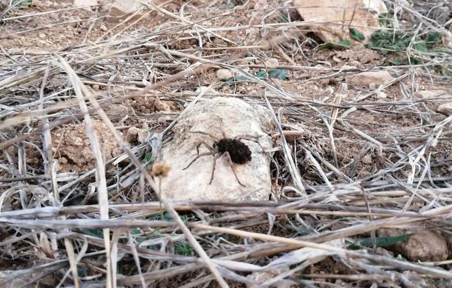Dünyanın en tehlikeli 9 örümcek türünden biri Bilecikte görüldü
