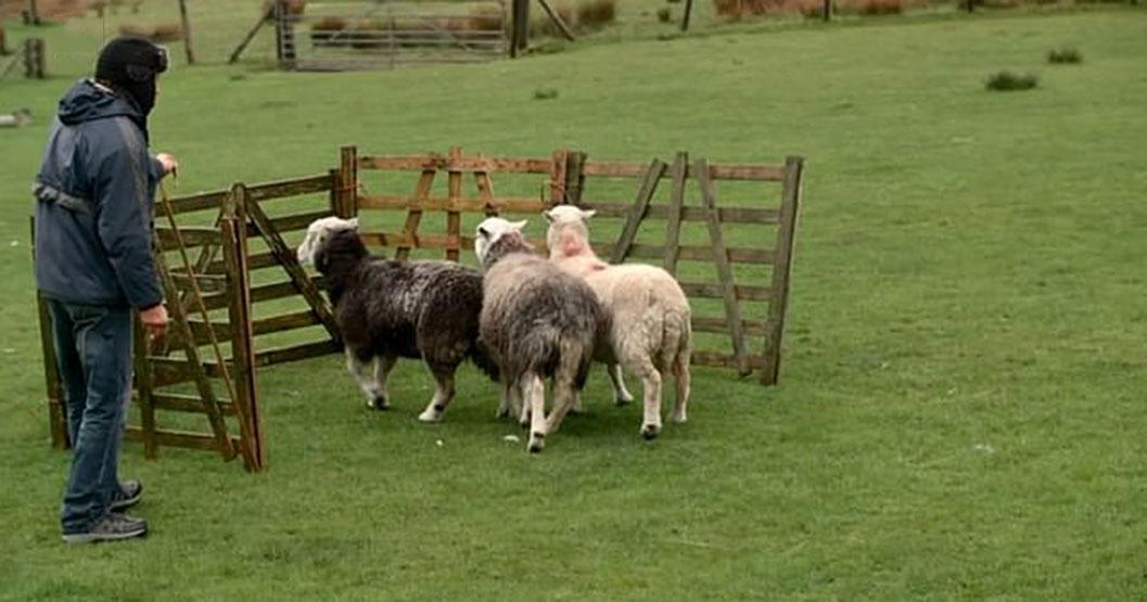 İngilterede bir kadın evlenmek için koyun gütme yarışması düzenledi