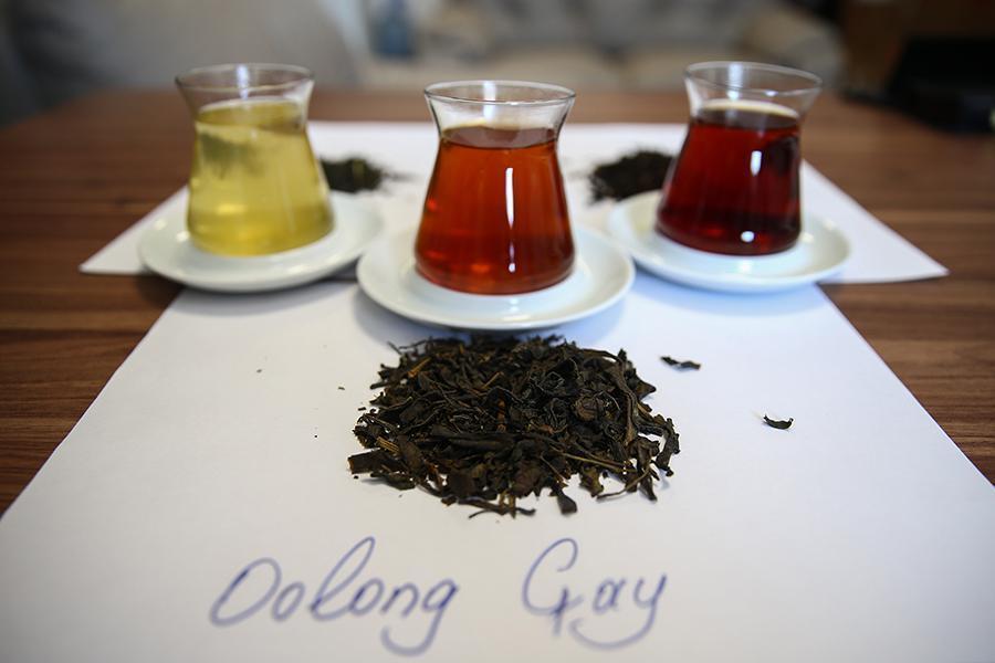 Türkiyede ilk kez oolong çayı üretildi Kilosu 100 lira