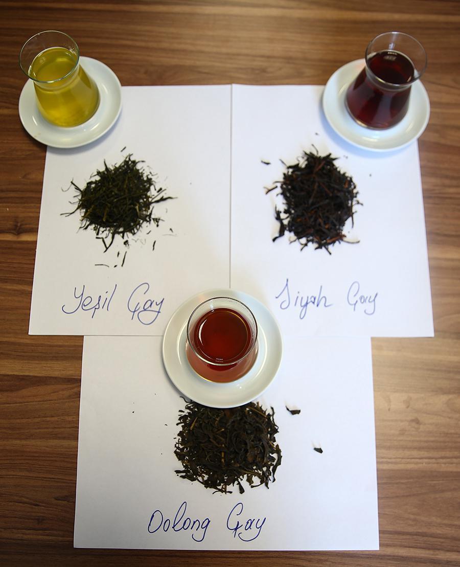 Türkiyede ilk kez oolong çayı üretildi Kilosu 100 lira