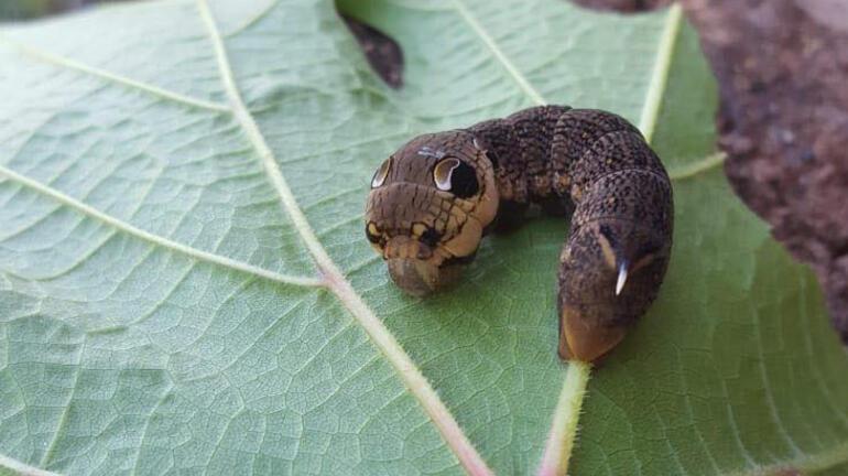 Fil şahin güvesi larvası: Hem file hem yılana benziyor