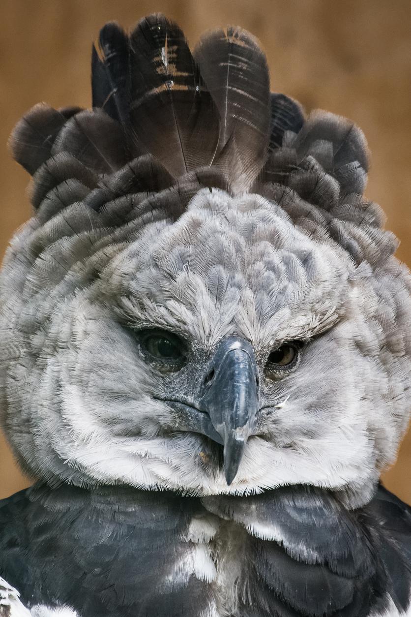 Dünyadaki en iri kuş: Harpy Kartalı