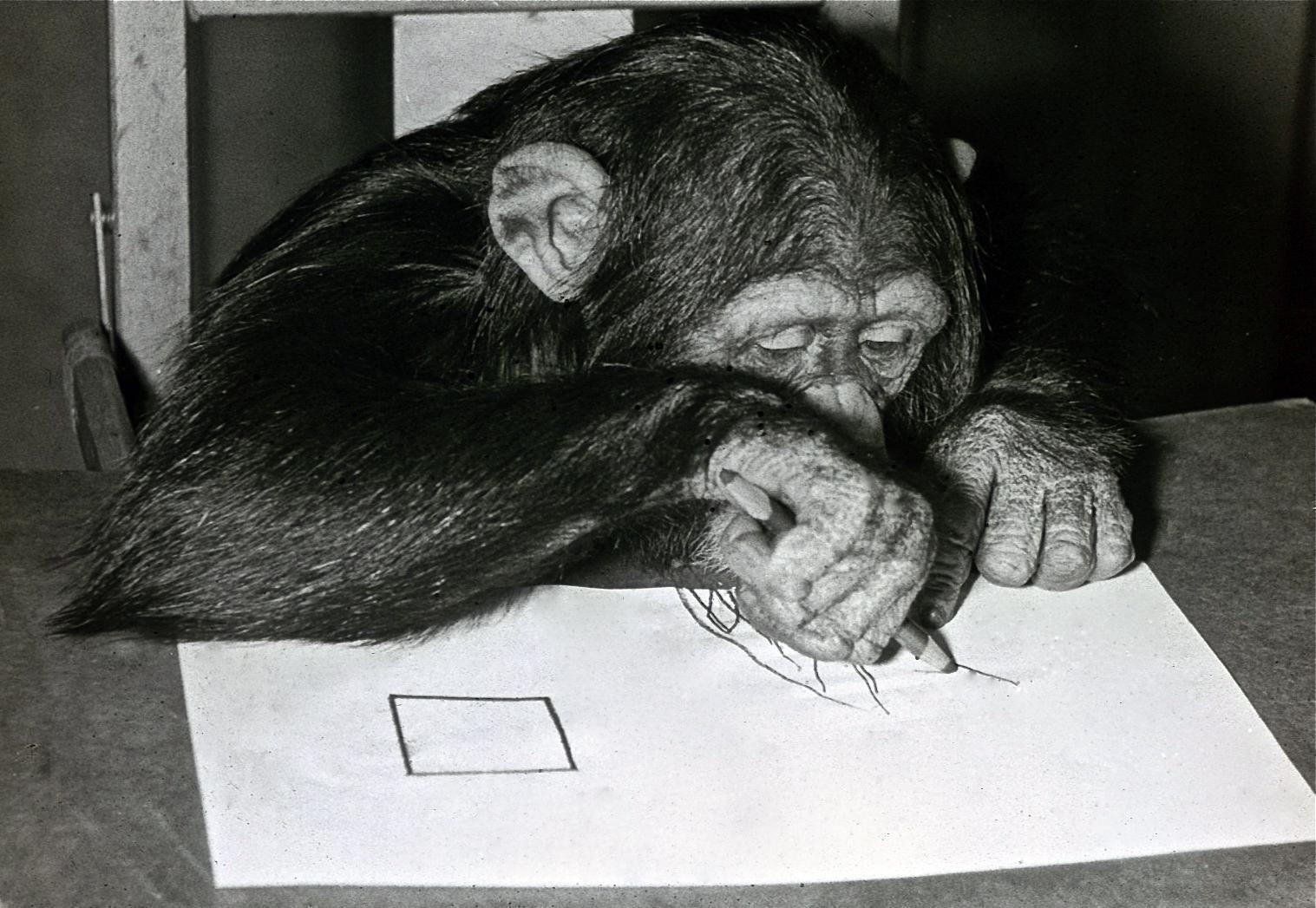 Şempanze Congonun resimleri satışa çıkıyor