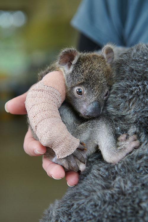 Kolu kırılan yavru koalaya oyuncak anne