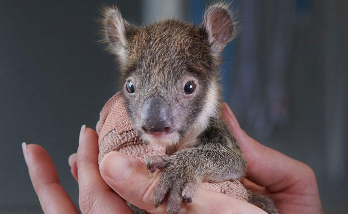 Kolu kırılan yavru koalaya oyuncak anne