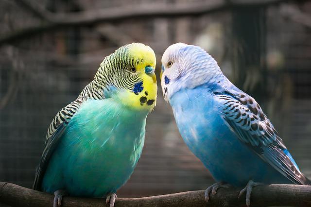Papağan ve muhabbet kuşunu konuşturma yöntemleri