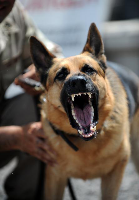 Köpekler sahiplerine neden saldırır Köpek saldırısında ne yapılmalı