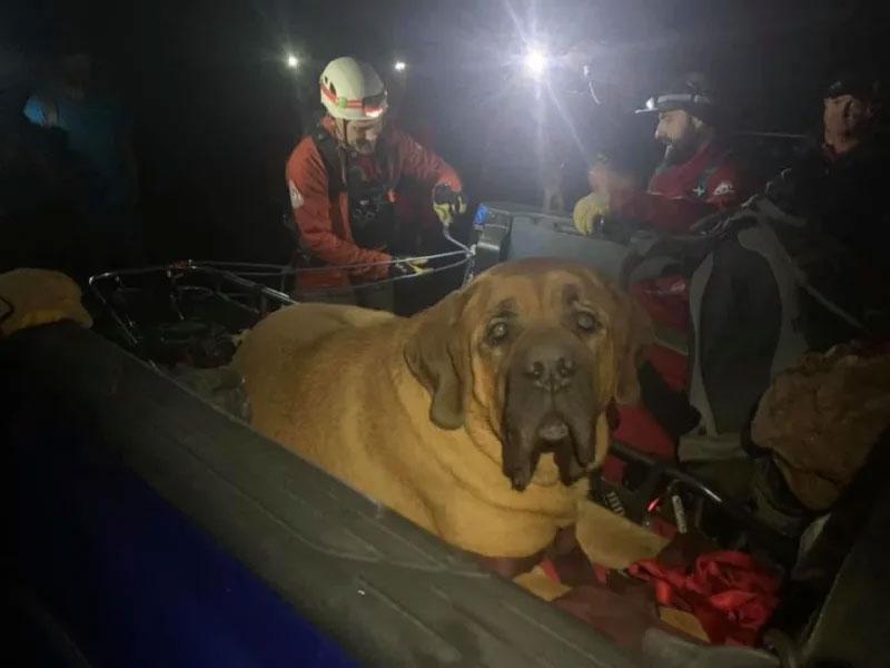 Dağa tırmanan dev köpeğin imdadına kurtarma ekibi yetişti