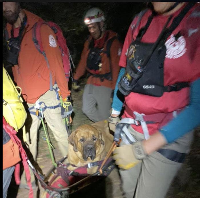 Dağa tırmanan dev köpeğin imdadına kurtarma ekibi yetişti