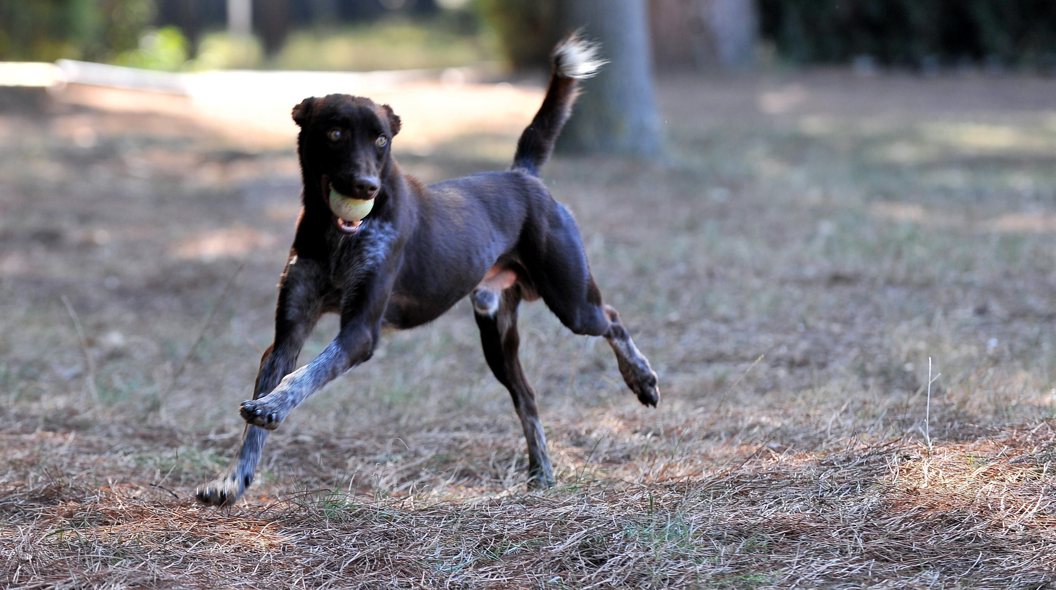 Karadenizin gözde köpeği: Zerdava