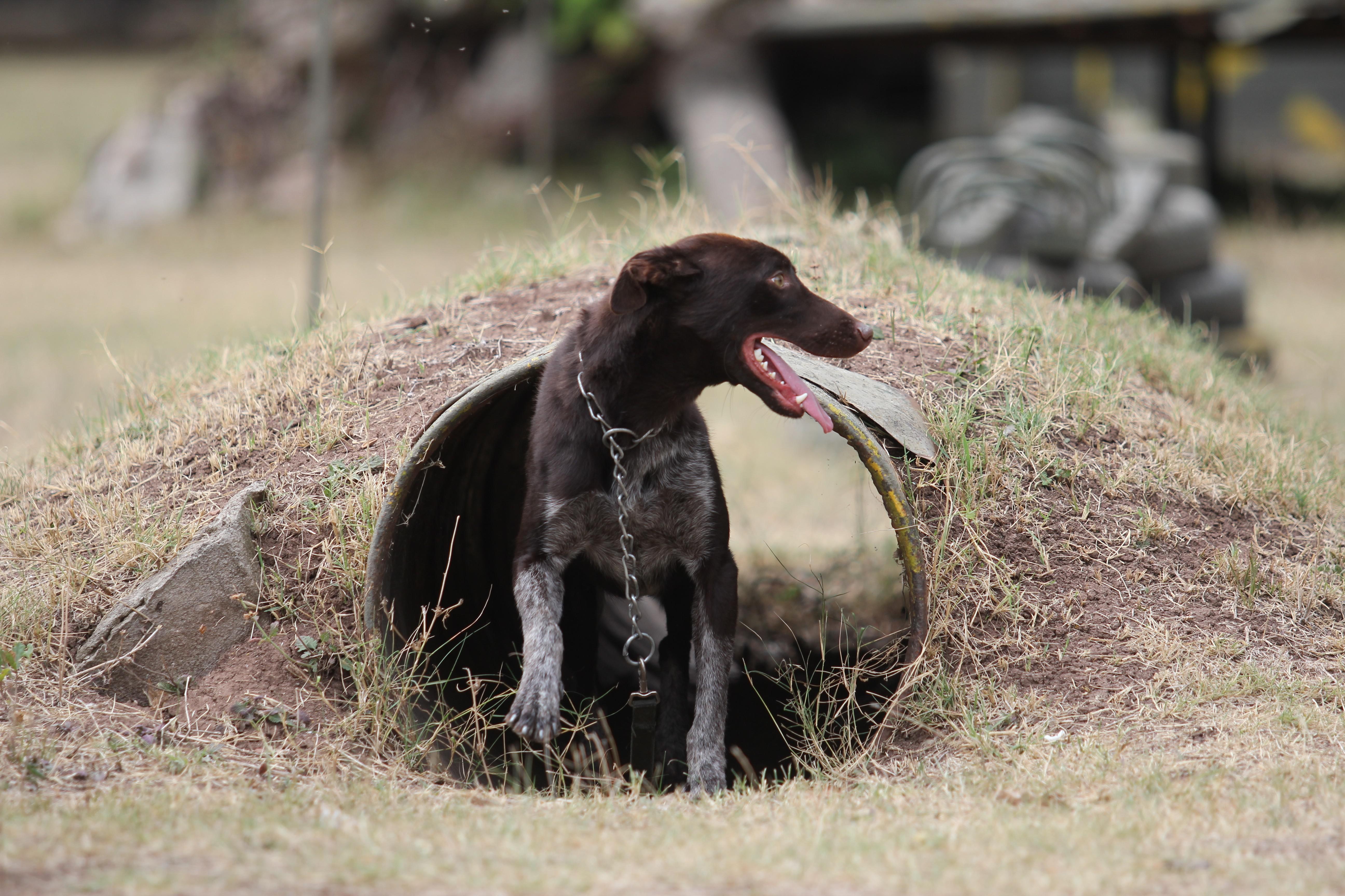 Karadenizin gözde köpeği: Zerdava