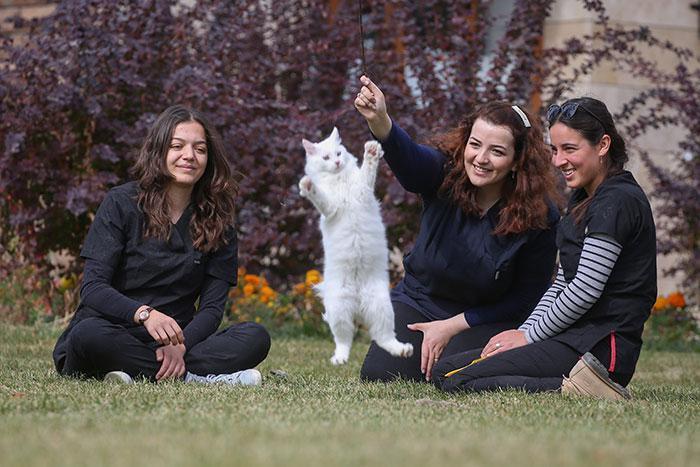 Uluslararası Mutlu Kediler Yarışmasında Van kedileri yarışacak