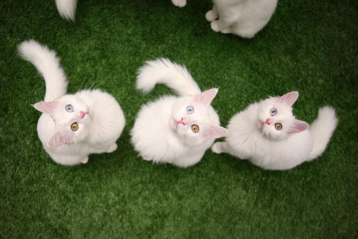 Uluslararası Mutlu Kediler Yarışmasında Van kedileri yarışacak