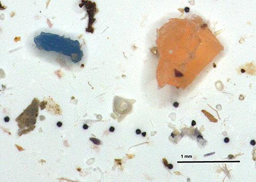 Greenpeace, Türkiyedeki deniz canlılarında mikroplastik buldu