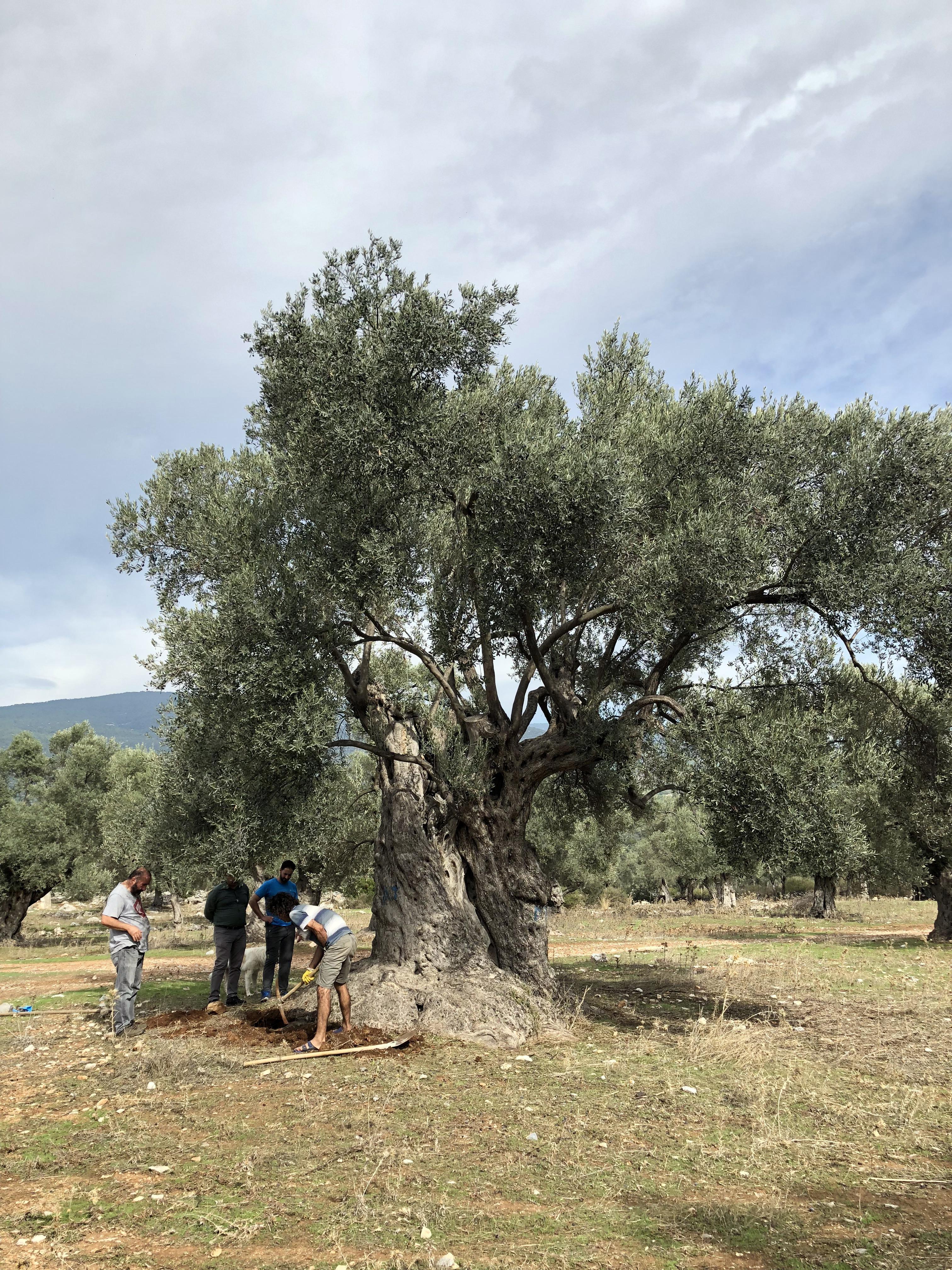Zeytin ağacı 3 bin yaşında çıktı