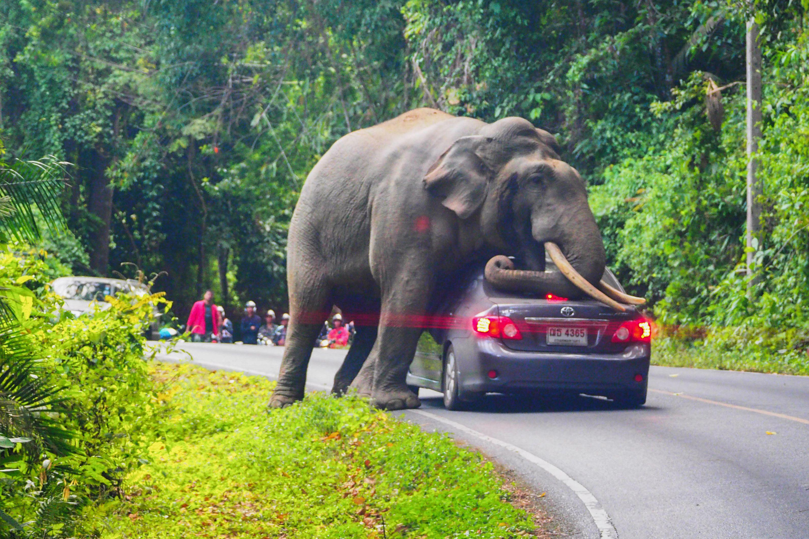 34 yaşındaki fil, otomobili ezdi