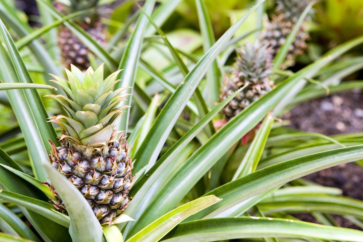 Ananas ve ananas suyunun faydaları nelerdir Ananas nasıl tüketilir