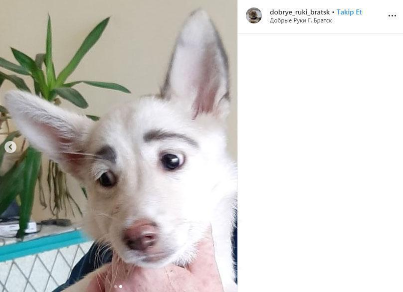 İnsan yüzlü köpek Frida sosyal medyanın yeni gözdesi