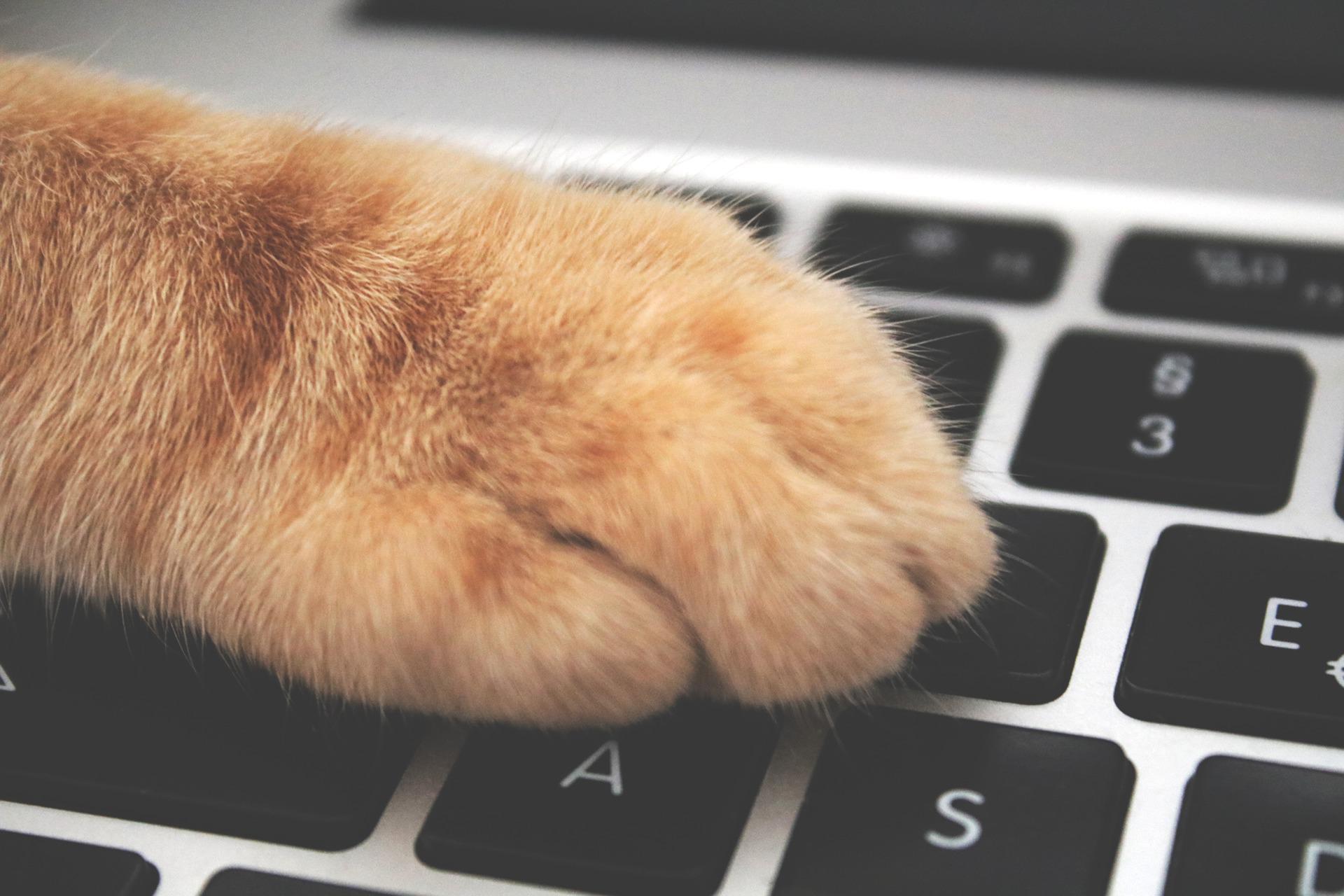 Kedilerin klavyelere karşı takıntılı olmasının sebepleri