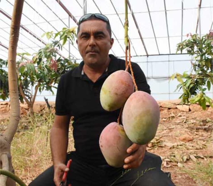 Antalyada mangonun tanesi 50 liraya alıcı buluyor