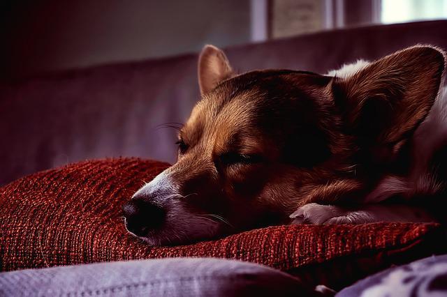 Karakterlerini ele veriyor Evcil hayvanların 10 uyku pozisyonu