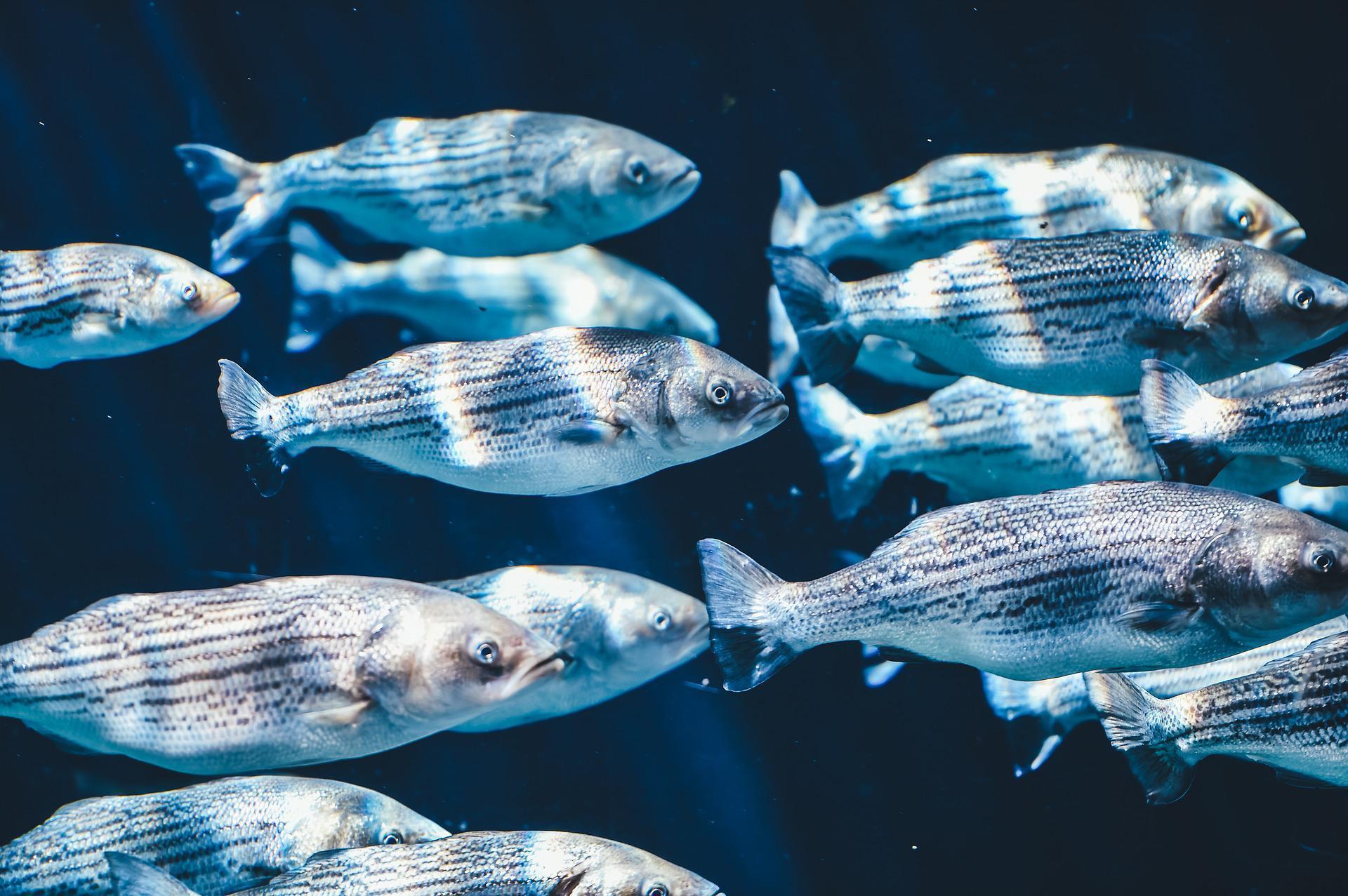 Su kaynaklarına karışan antidepresanlar balıklarda avlanmayı azaltıyor