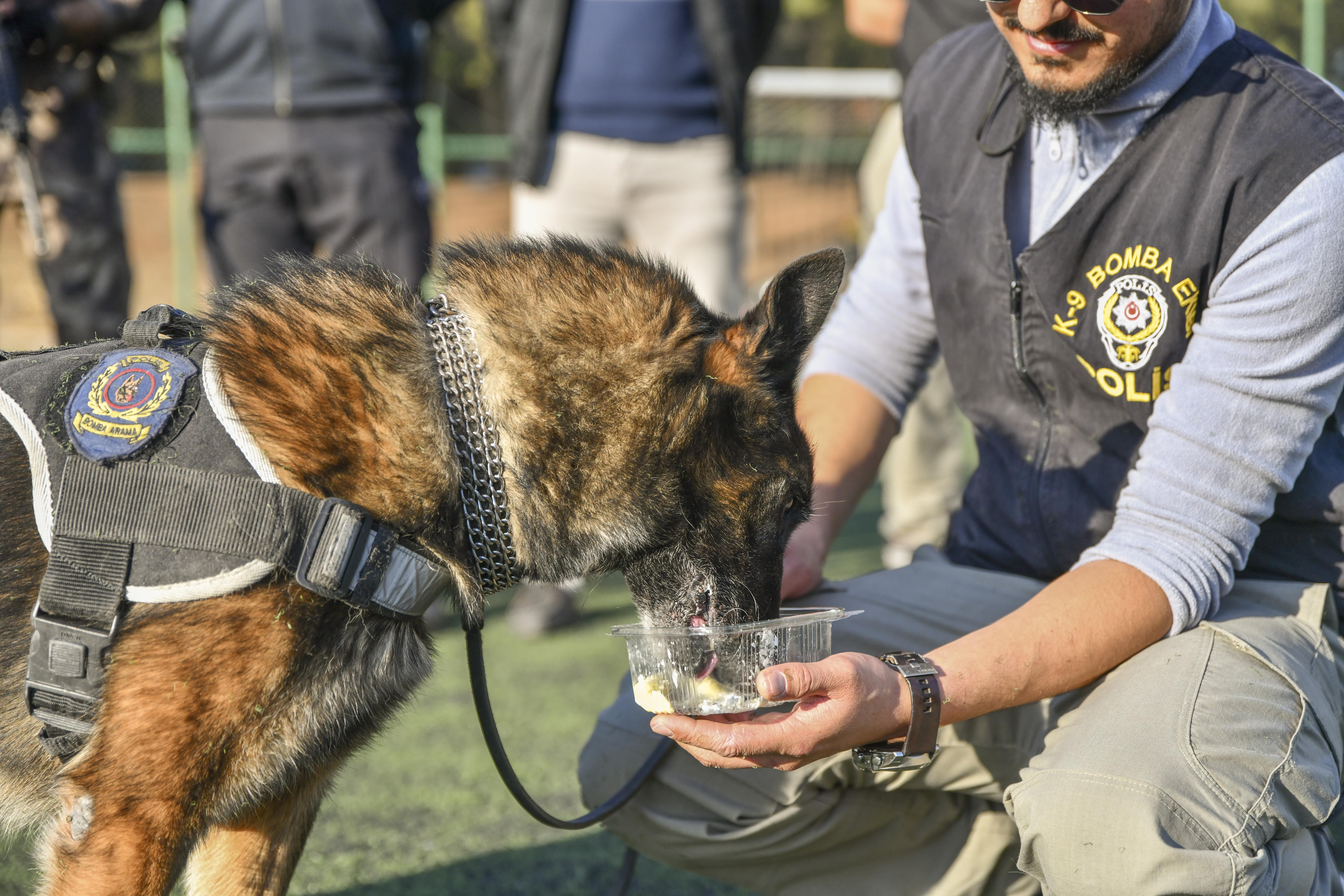 Bomba avcısı Timsah köpek, emekliye ayrıldı