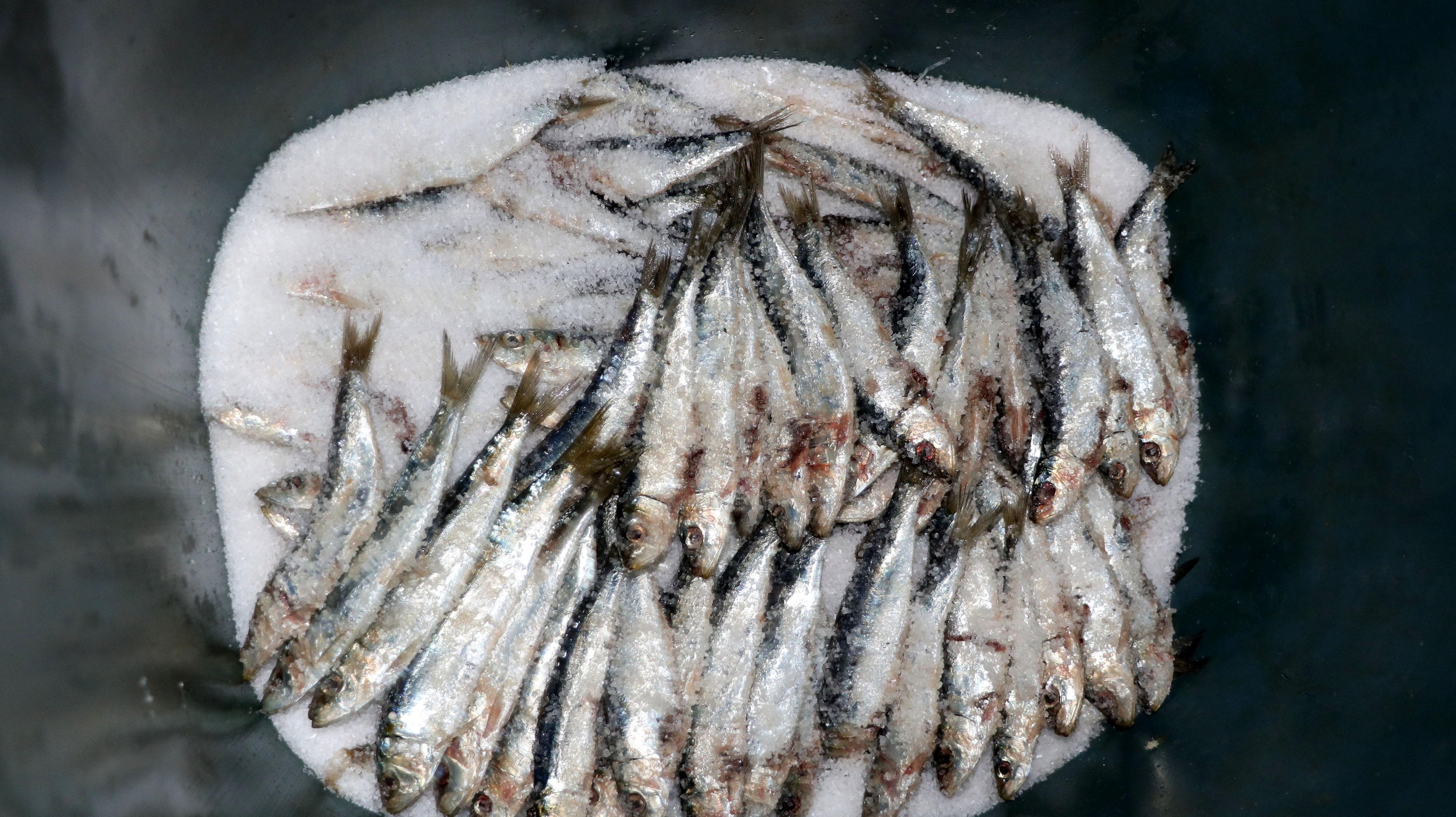 Sofraların 200 yıllık vazgeçilmez lezzeti: Tuzlu balık sardalya
