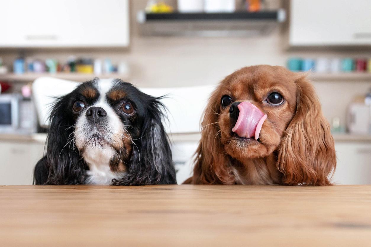 Köpekler için 7 beslenme tavsiyesi