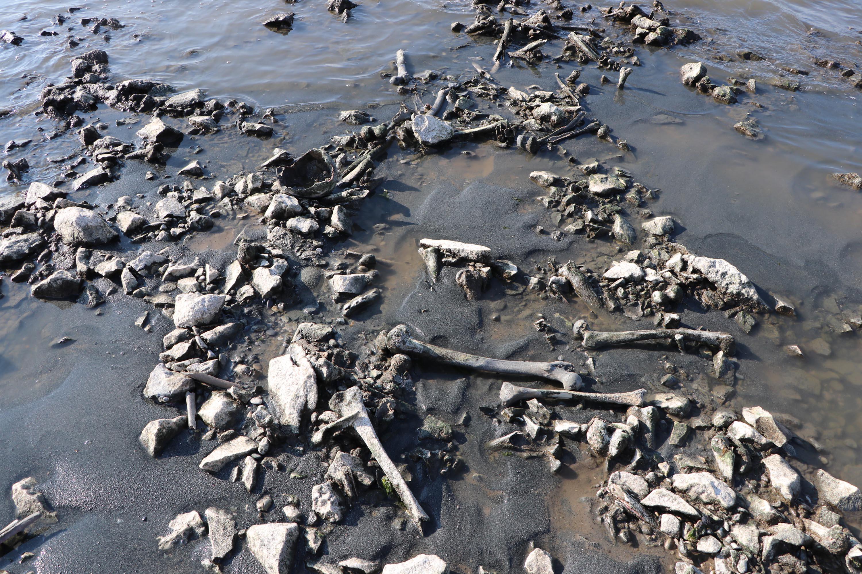 Van Gölünde sular çekildi kemikler ve kafatasları ortaya çıktı
