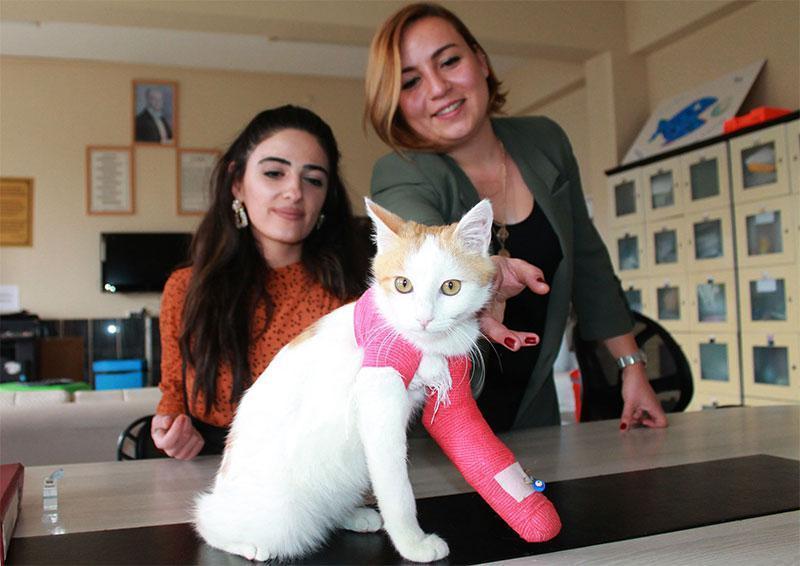 Yaralı kediye öğrenciler sahip çıktı