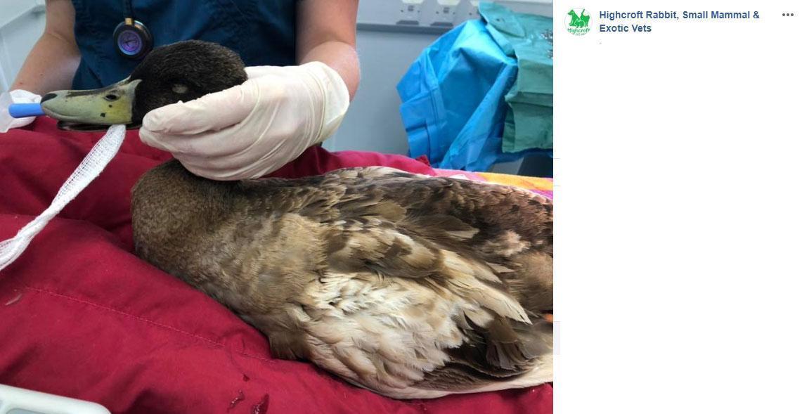 Günde 10 kez çiftleşen ördeğin cinsel organı ameliyatla alındı