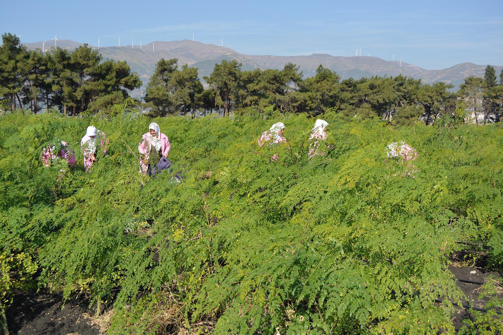 Mucize bitki moringa oleifera hasadı tamamlandı