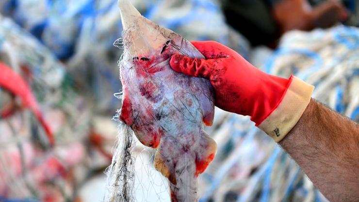 İnsan yüzlü sapan balığı balıkçıların kabusu oldu